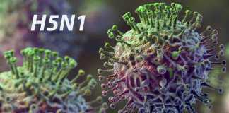 H5N1