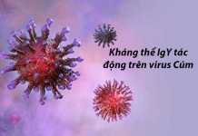 Kháng thể IgY tác động trên virus Cúm