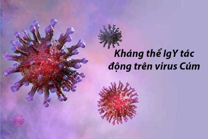 Kháng thể IgY tác động trên virus Cúm