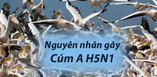 Nguyên nhân gây bệnh cúm A H5N1