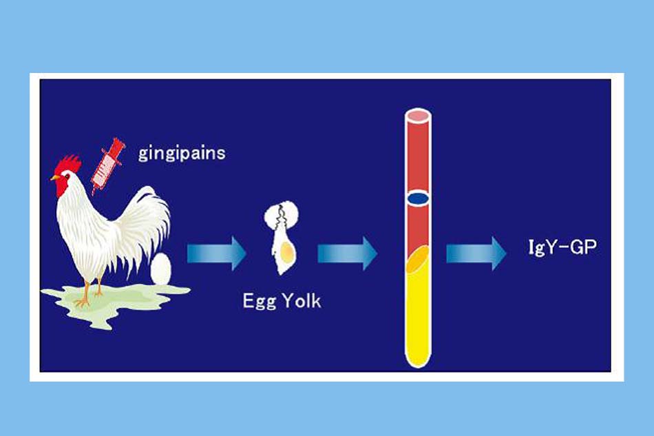Quy trình sản xuất kháng thể từ lòng đỏ trứng gà chống lại men Gingipain