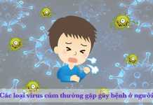 Các loại virus cúm thường gặp gây bệnh ở người