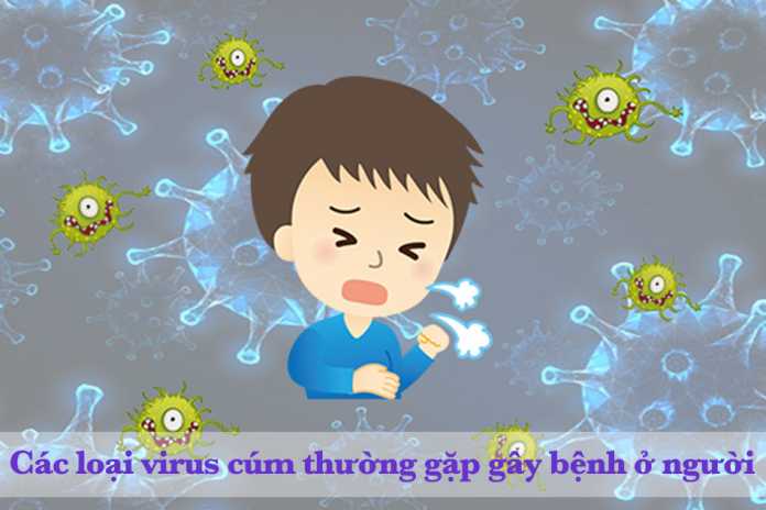 Các loại virus cúm thường gặp gây bệnh ở người