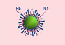 Virus cúm A H5N1