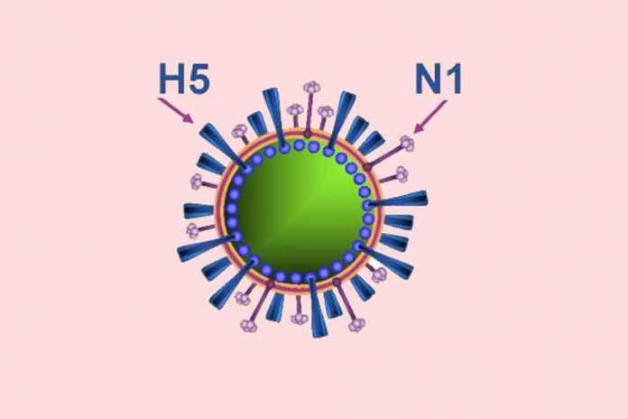 Virus cúm A H5N1