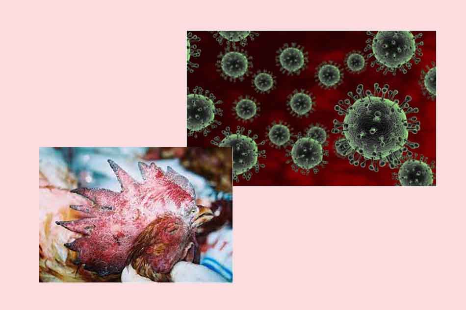 Virus cúm A H5N1 là gì?